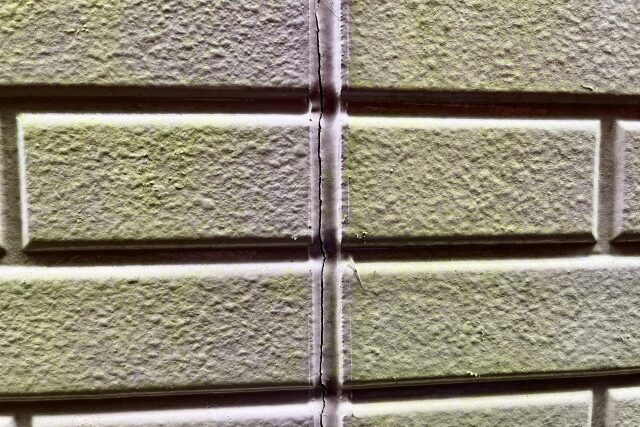 カビ・苔の画像