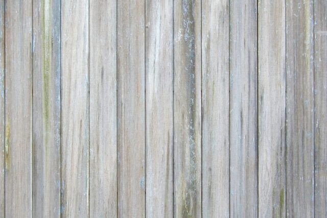 カビ・苔の画像