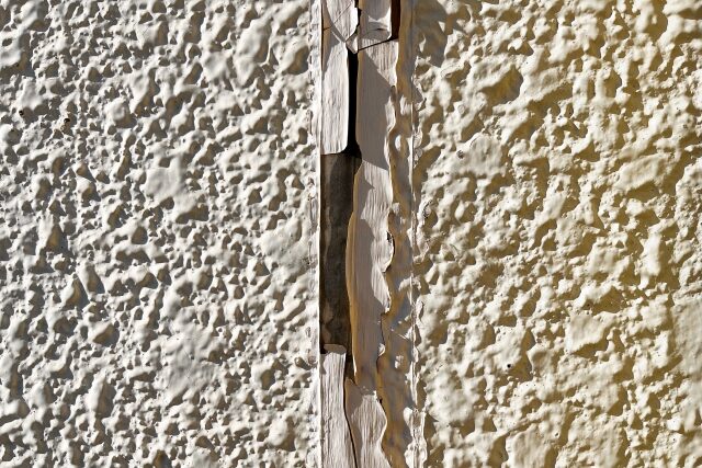 カビ・苔の画像